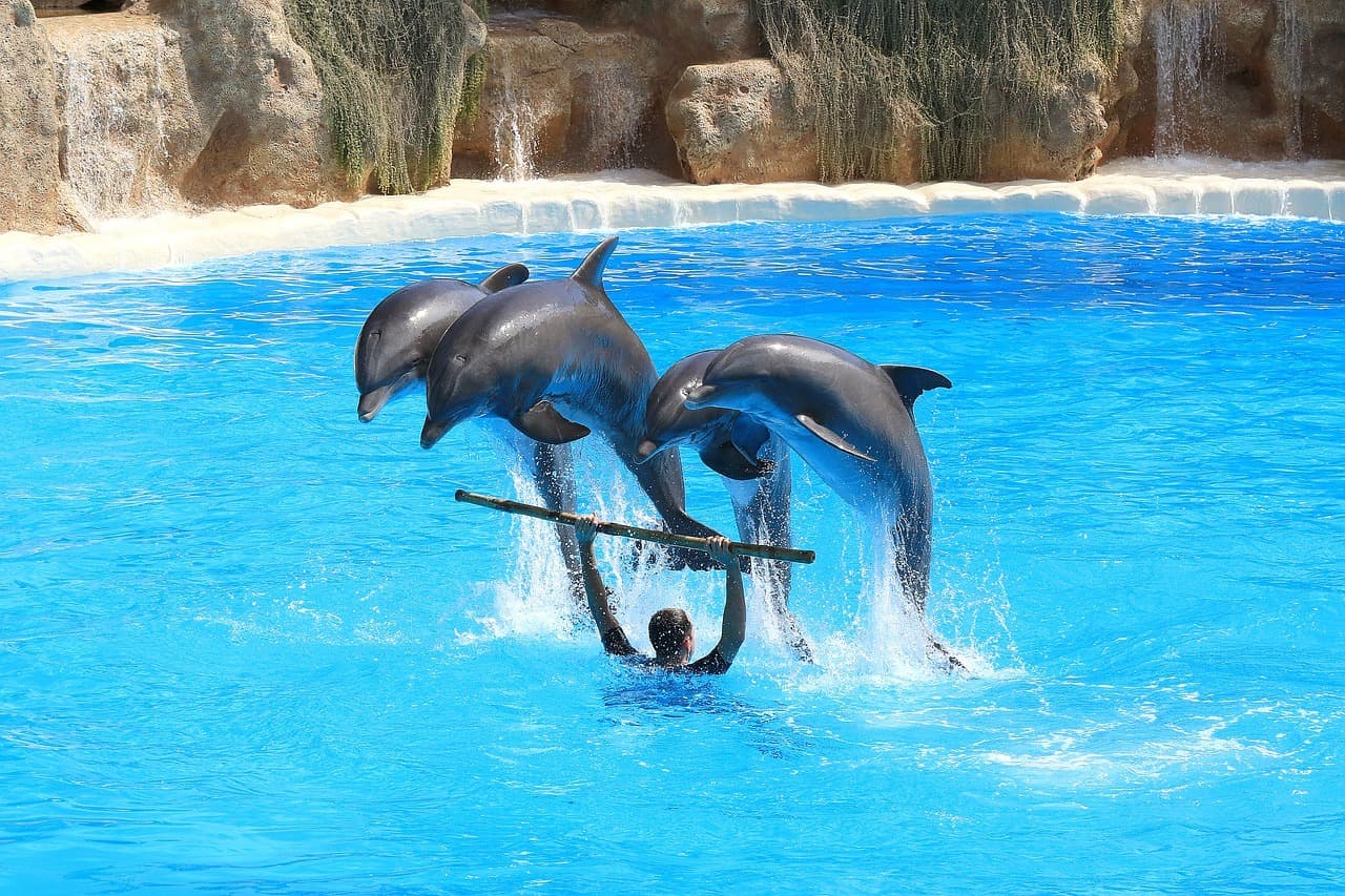 Шоу Дельфинов в Sea Alanya